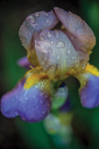 blooming purple iris